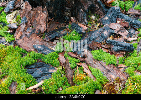 Arbre brûlé, Aust Agder Forêt, Norvège Banque D'Images