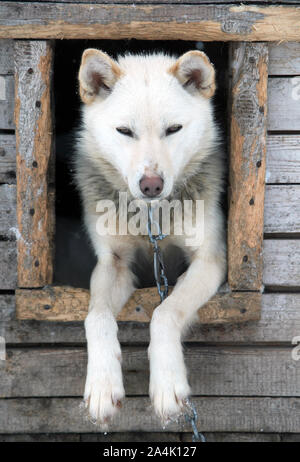 Chien polaire dans une niche à Svalbard Banque D'Images