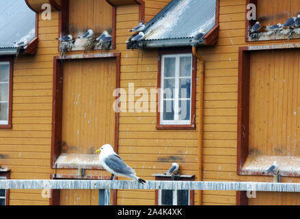 Les Mouettes - conditions de vie Banque D'Images