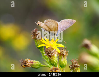 Papillon d'automne. Lampides boeticus ie Pea bleu ou bleu à longue queue sur fleurs jaunes de Dittrichia viscosa aka vergerette collante. Banque D'Images