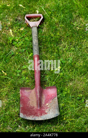 Vieux chat sur l'herbe Banque D'Images