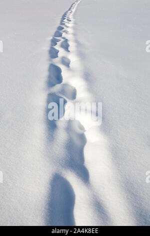 Traces dans la neige Banque D'Images