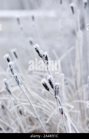 La paille en hiver Banque D'Images