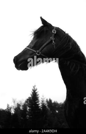 Menace - mysticisme - spooky Banque D'Images