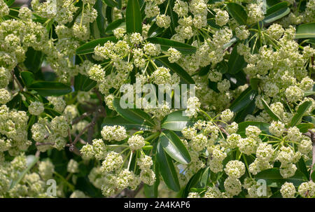 Devil Tree ou arbre tableau noir ( Alstonia notre ) avec des fleurs ont une odeur âcre Banque D'Images