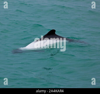 Delfin de Tonina Overa o Commerson (Cephalorhynchus commersonii),Ria Deseado, Puerto Deseado, Patagonie, Argentine. Les Dauphins de Commerson Banque D'Images