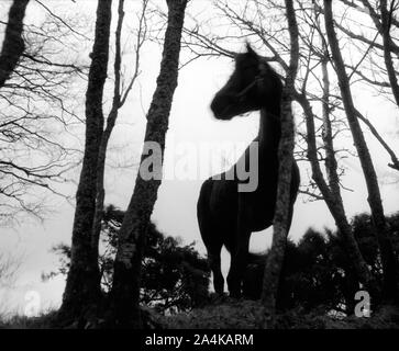 Menace - mysticisme - spooky Banque D'Images