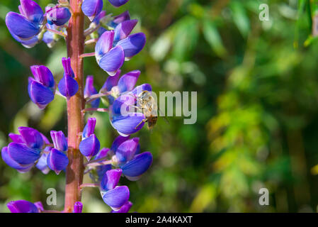 Close up of Bumble bee gathering nectar de fleurs de lupin au printemps, en Californie Banque D'Images