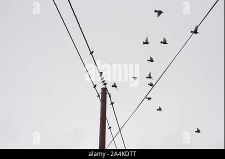 Prendre les oiseaux de vol un fil électrique Banque D'Images