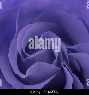 Close up de pétales d'un rose pourpre Banque D'Images