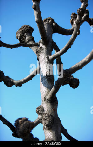 Arbre sans feuilles Banque D'Images