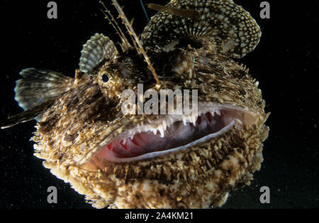 Portrait d'goosefish, pêcheur, baudroie (Lophius piscatirius) Banque D'Images