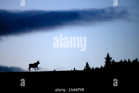 Caribou des bois (Rangifer tarandus) debout au sommet d'une montagne Banque D'Images