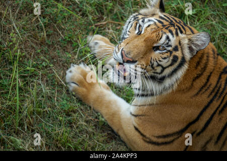 Une forte et féroce tigre asiatique regardant sa proie. Tigres asiatiques y compris les grands félins carnivores sont protégés car sa population dans le monde en a Banque D'Images