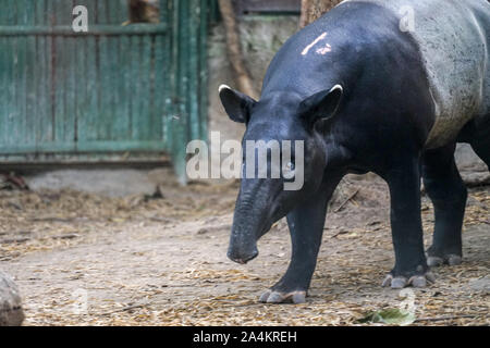 Un tapir est à la recherche de nourriture. Le tapir est un animal unique en provenance d'Asie, très répandue en Indonésie. Le tapir a une courte trompe et peau noir et blanc Banque D'Images