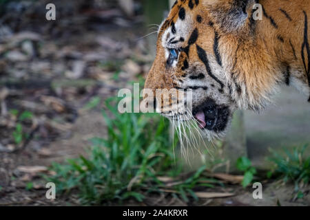 Une forte et féroce tigre asiatique regardant sa proie. Ce l'oeil de tigre est partiellement aveugles. Tigres asiatiques y compris les grands félins carnivores sont protégés en raison Banque D'Images