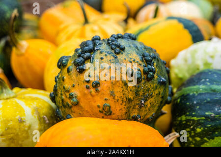 Citrouilles ornementales sur le marché texture background Banque D'Images