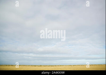 Ciel et champ de Sola Banque D'Images