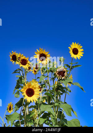 De grands tournesols jaunes contre un ciel bleu profond Banque D'Images