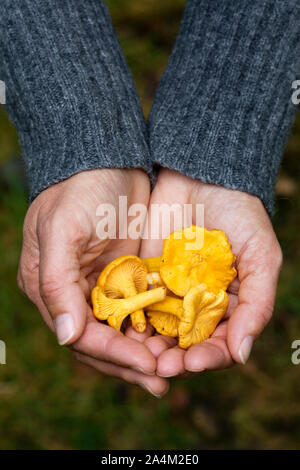 Les chanterelles dans une main Banque D'Images