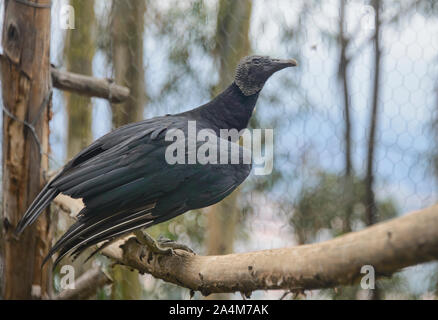 Urubu noir (Coragyps atratus), Cuenca, Équateur Banque D'Images