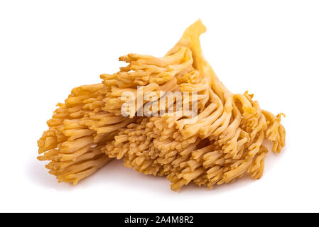 Ramaria flava mushroom isolé sur fond blanc Banque D'Images