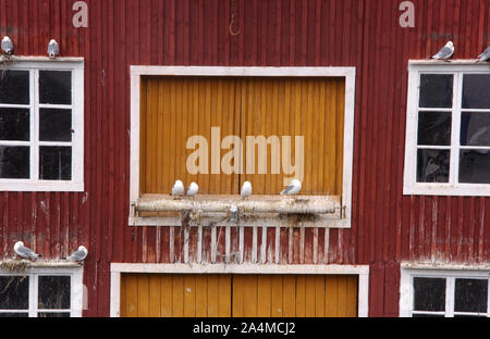 Les Mouettes - conditions de vie Banque D'Images