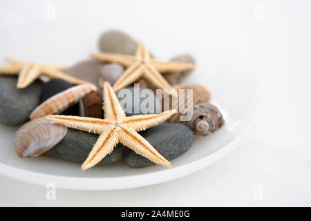 Les coquillages, étoiles de mer et de pierres sur une assiette. La décoration. Banque D'Images