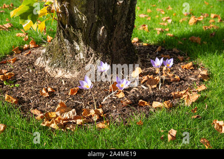 Colchicum autumnale près d'un arbre en automne tulipes Banque D'Images