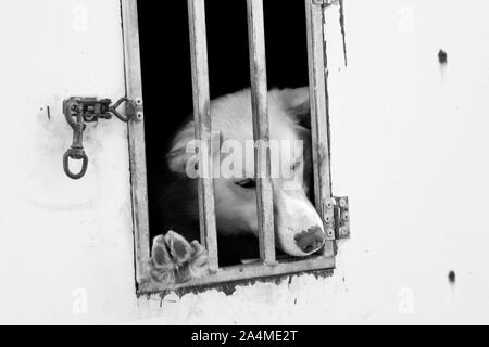 Huskey In Cage Banque D'Images