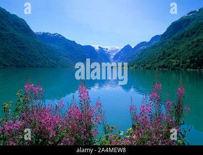 Rosebay willowherbs en face de l'ancien lac (Oldenvannet), Stryn, Norvège. Voir d'Rustøen Melkevollbreen et Melkevoll (glacier). Banque D'Images