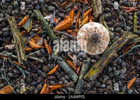 Coulemelle (Macrolepiota procera) et écrous hêtre / cupules / cosses sur le sol de la forêt en automne / fall Banque D'Images