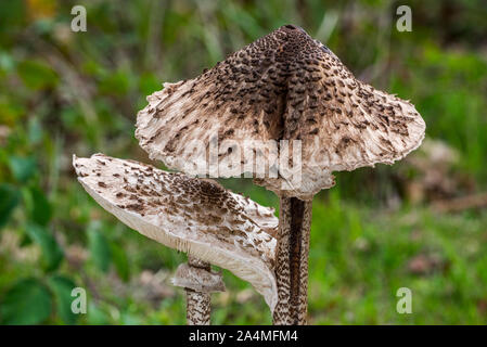 Deux champignons parasol (Macrolepiota procera) en automne / fall, close-up de bouchons Banque D'Images