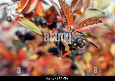 Branche avec fruits mûrs d'épine-vinette aronia chokeberry noir en jardin d'automne Banque D'Images