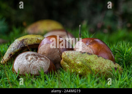 Fallen conkers / horse-châtaignes du horse-chestnut tree / arbre de conker (Aesculus hippocastanum) sur le sol de la forêt en automne woodland Banque D'Images