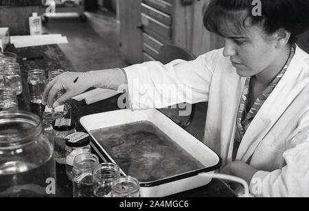 Années 1960, historique, une jeune étudiante en blouse blanche travaillant avec des liquides à une table dans une classe de sciences à l'Université de Californie du Sud (USC), États-Unis. Banque D'Images