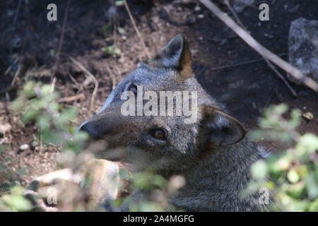 Les loups dans la faune de Civitella Alfedena Banque D'Images