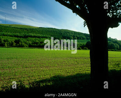 Voir SW à partir de l'A541 à travers un champ de maïs à la digue de l'ancien chemin de fer de jonction du moule et Denbigh près d'Afon-wen, Flintshire, Pays de Galles, Royaume-Uni. Banque D'Images