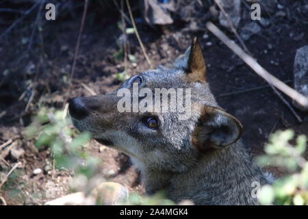 Les loups dans la faune de Civitella Alfedena Banque D'Images