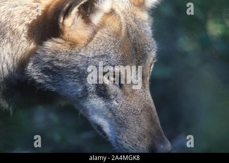 Les loups dans la faune de Civitella Alfedena Banque D'Images