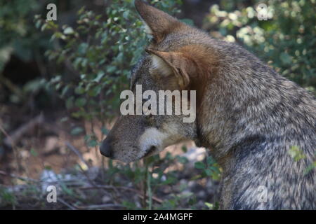 Les loups dans la faune de Civitella Alfedena Banque D'Images