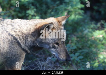 Les loups dans la faune de Civitella Alfedena Banque D'Images