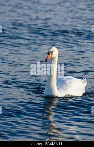 Jours sombres d'hiver en Pologne, cygnes blancs nageant dans la mer Baltique froide close up Banque D'Images