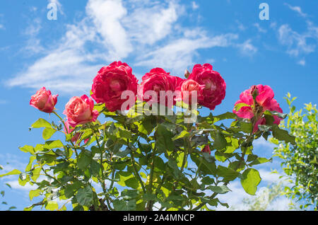 Roses Fleurs Banque D'Images