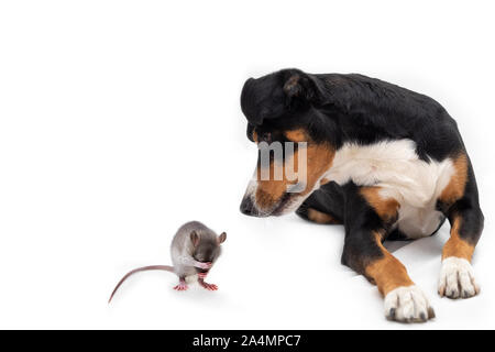 Chien tricolore et un rat, l'Appenzeller Sennenhund Banque D'Images