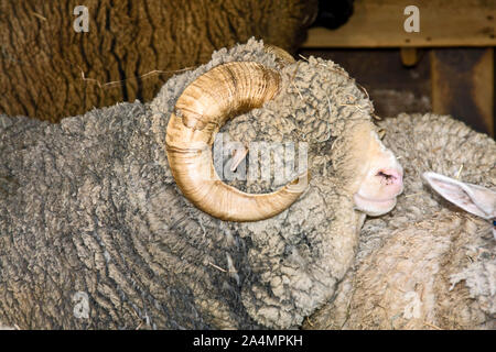 Ram, side view, close-up, portrait, moutons laineux, courbe corne, de la paille dans la laine, animalh ferme Banque D'Images