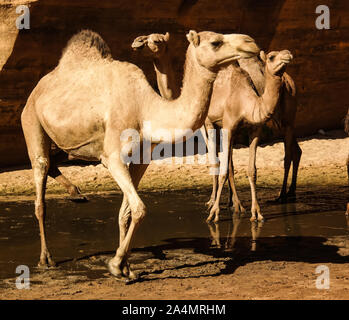 Portrait de la consommation des chameaux dans Bashikele guelta aka canyon dans l'Est de l'Ennedi, Tchad Banque D'Images