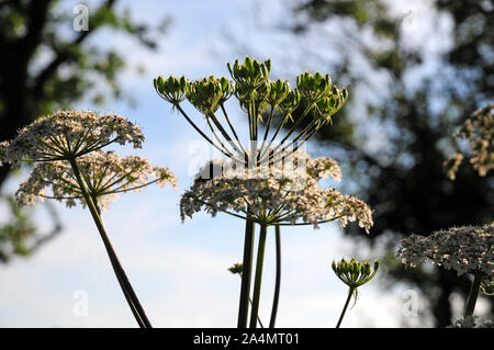 Têtes de graine et de fleurs de Berce du Caucase Heracleum sphondylium contre la lumière. Banque D'Images