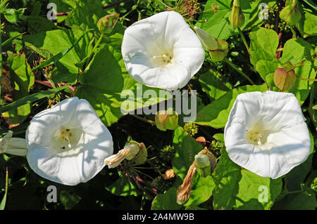 Fleurs de Calystegia sepium. Liseron des champs. Les petits coléoptères noirs. Banque D'Images