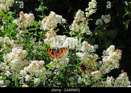 Les petites écailles de papillon, Aglais urticae, sur la décoloration des fleurs de troènes. ligustrum ovalifolium. Banque D'Images
